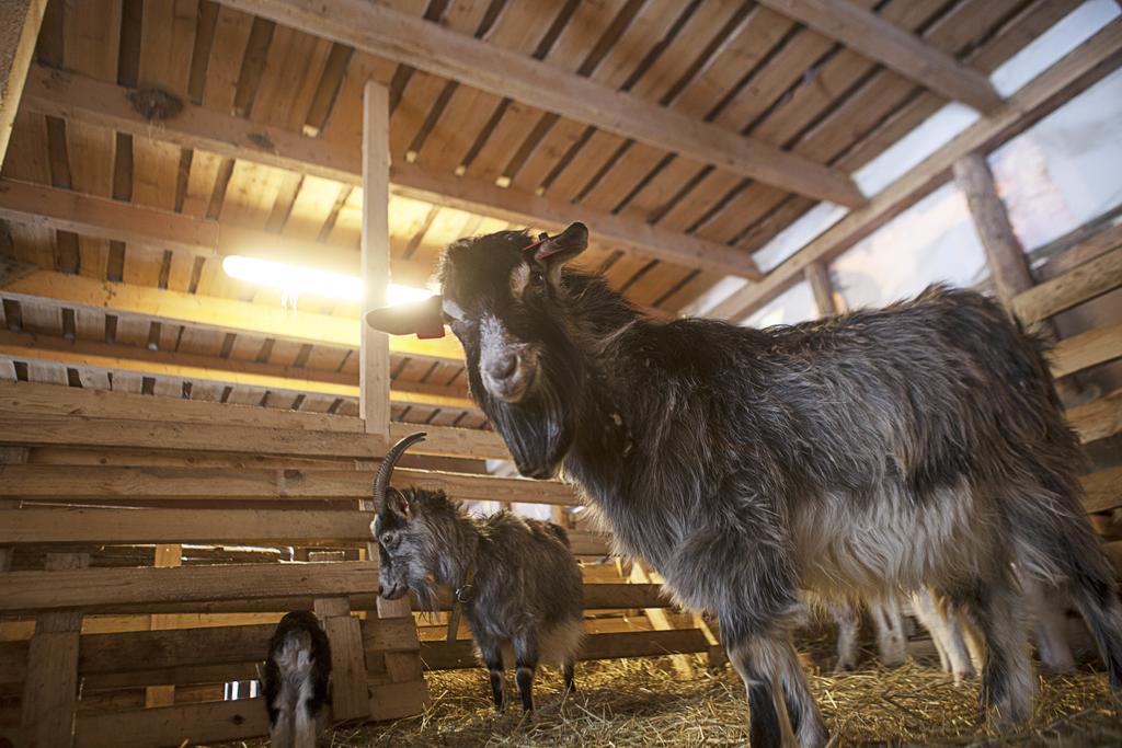 Kivi Talu Country Hotel Otepää エクステリア 写真